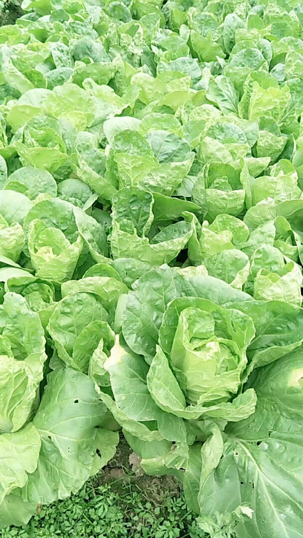 大白菜手机版大白菜app怎么下载