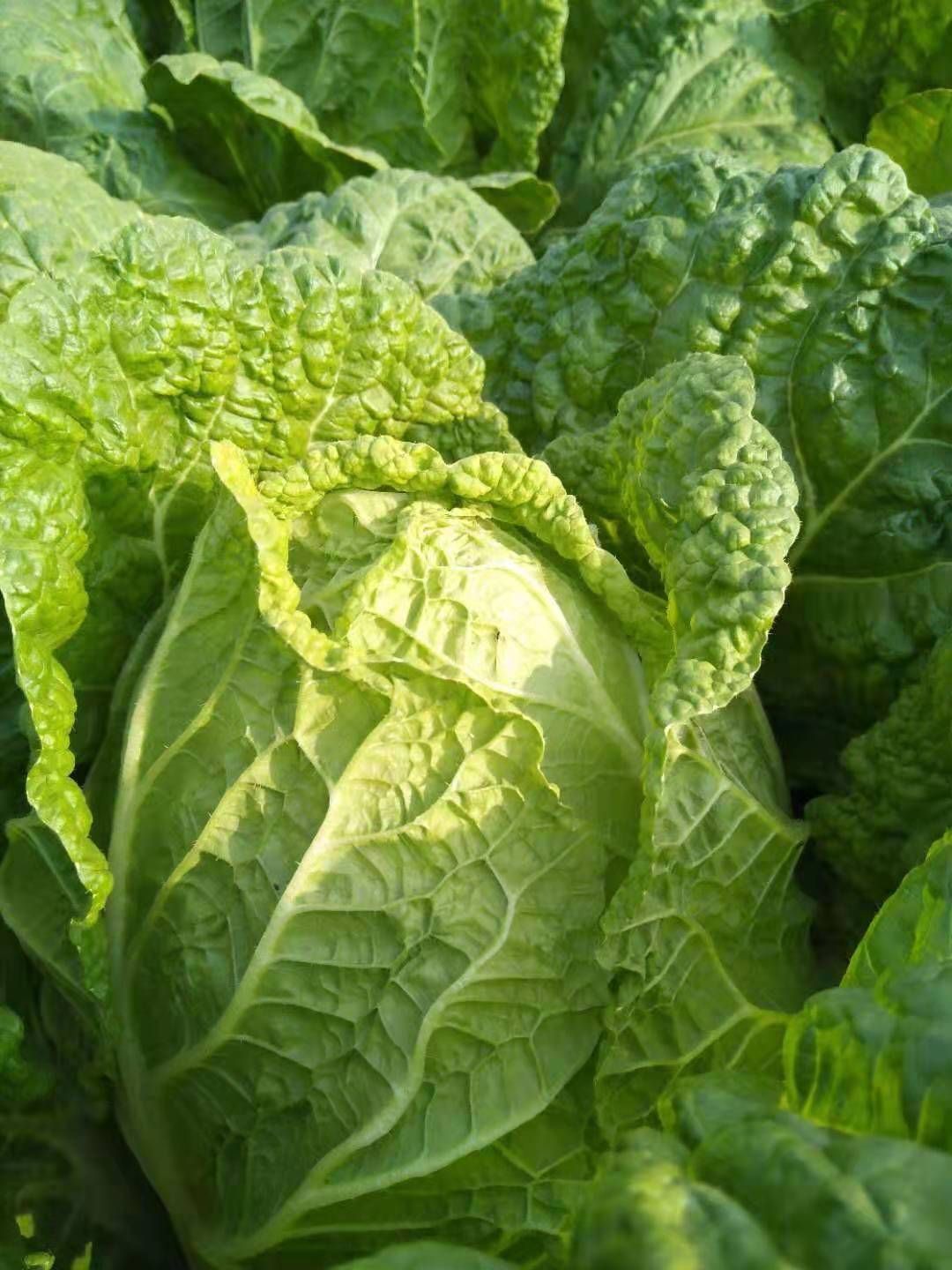 大白菜手机版大白菜app怎么下载-第2张图片-太平洋在线下载